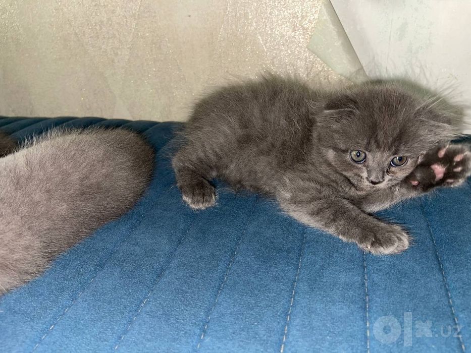 Продаются котята