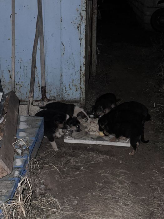 Щенята щенята щенята