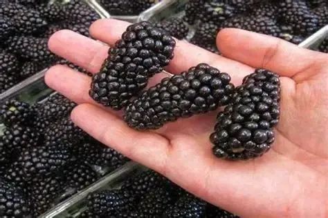 Разсад едра сладка къпина карака блек