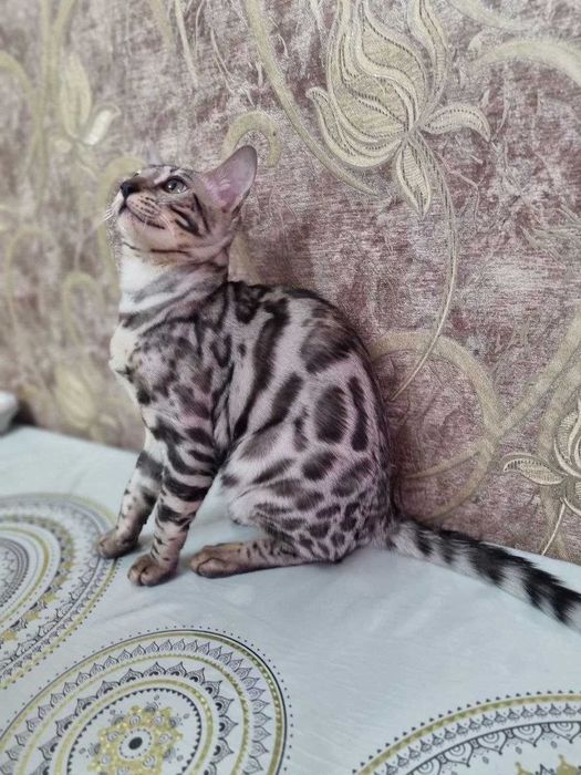 Продам кошку Mushuk sotaman Мушук Бингалский