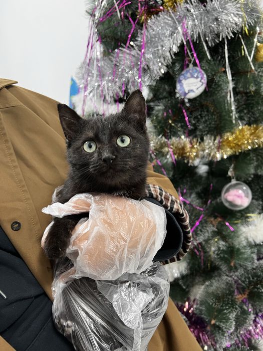 Кошечка с оливковыми глазами, 4 мес