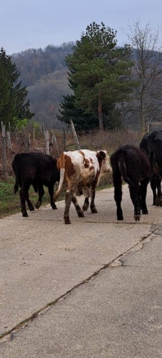 2 tauri și o mânzată