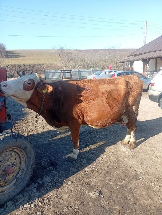 Disponibilă vaca gestanta  foarte bună