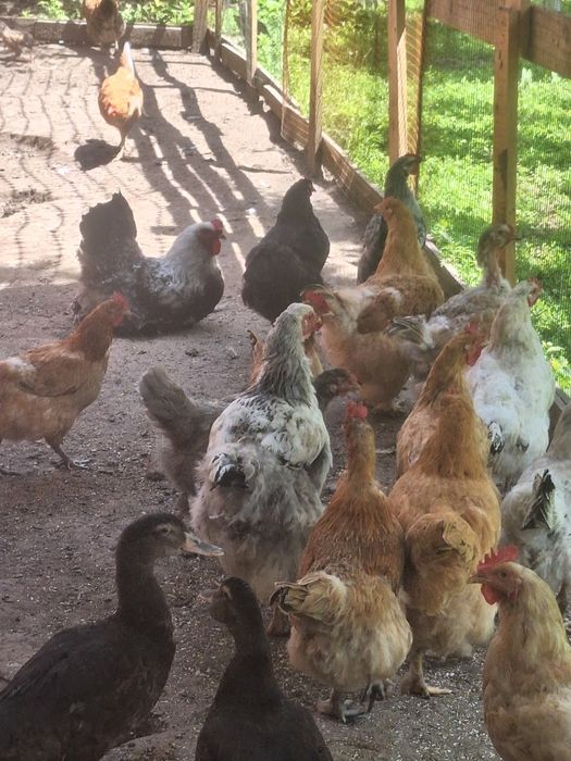 Продам курей и питуха