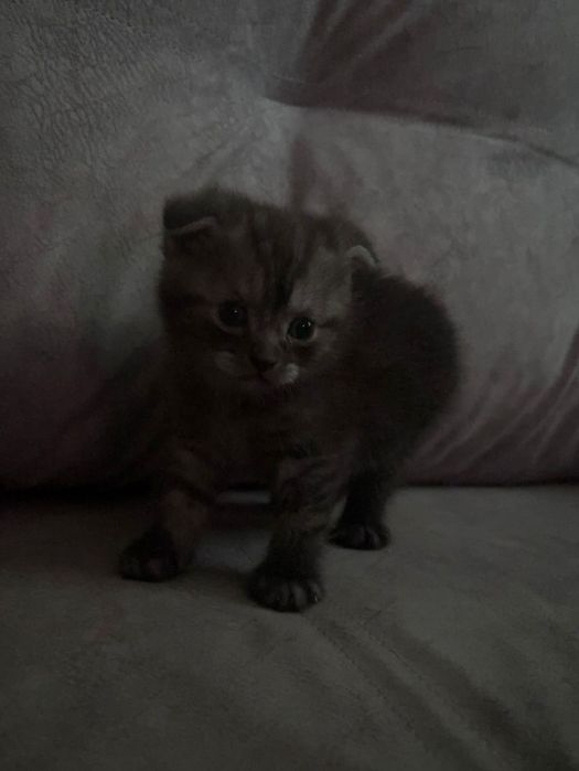 Продам котят шотланцы девочки
