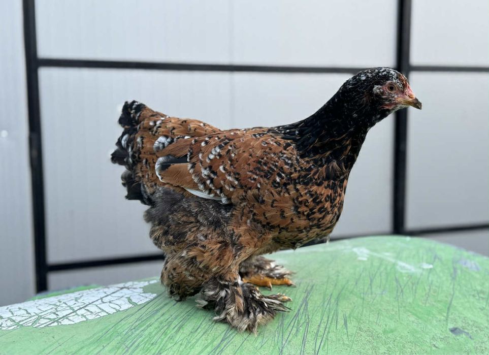 Cocos si gaina cochinghiba portelan