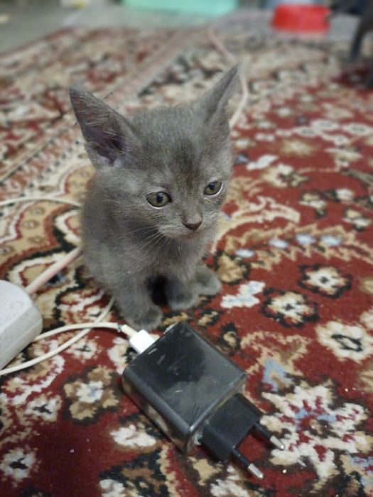 Parodali va bez paroda mushuk va mushukchalar