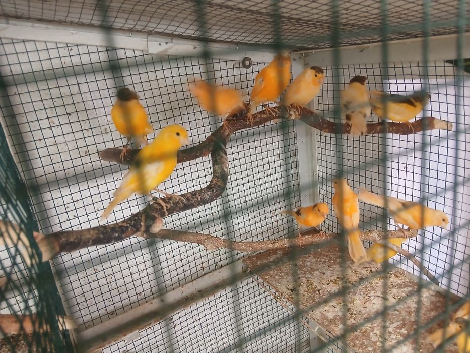 canari masculi tineri