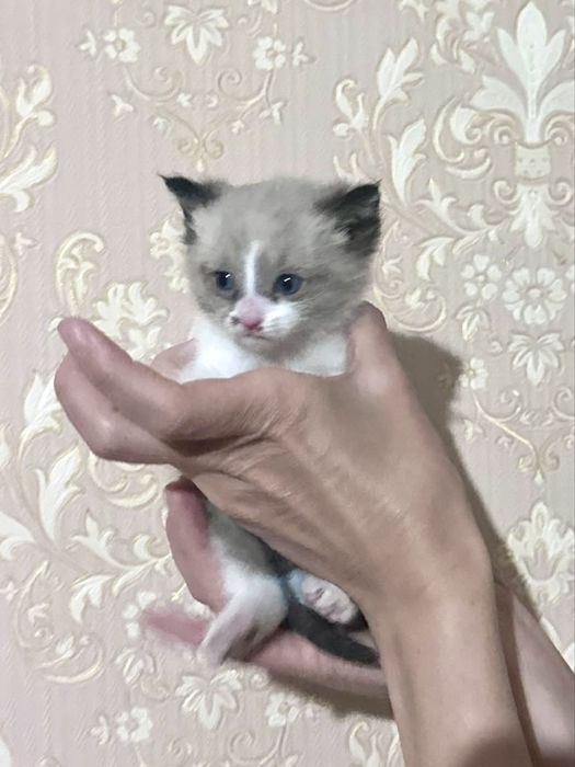 Котята мальчики очень красивые