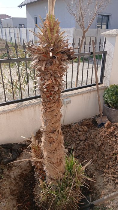 Palmieri 2 la numar 10 mil cu montaj in Craiova pe bucata