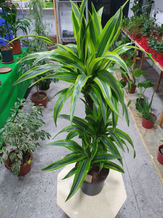 Drasena limon laym драцена лимон лайм