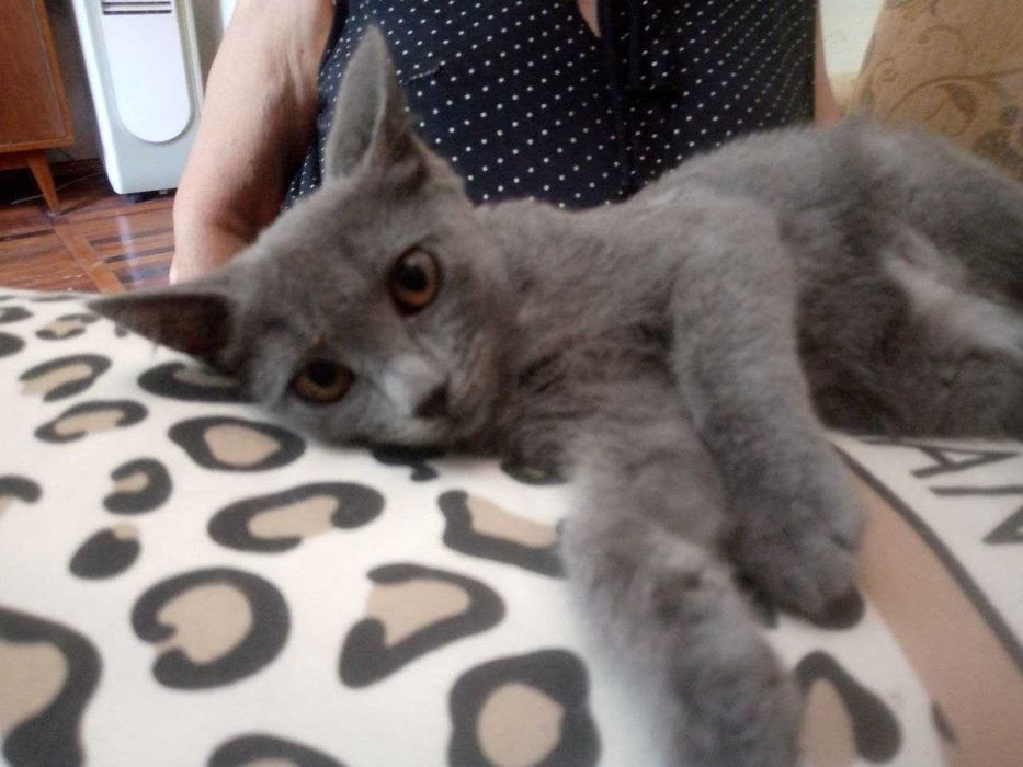 Котёнок красивая девочка 3 месо