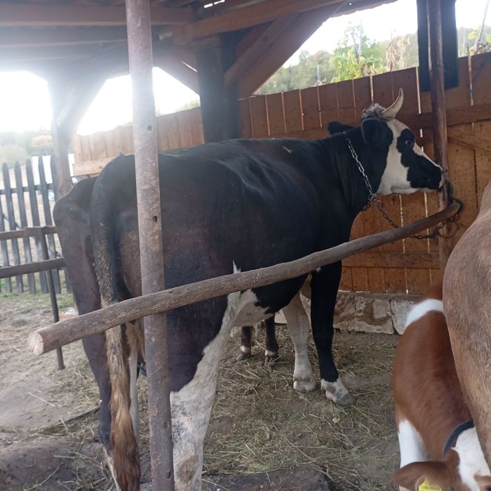 Vând vacă în vârstă de 5 ani cu vițel .