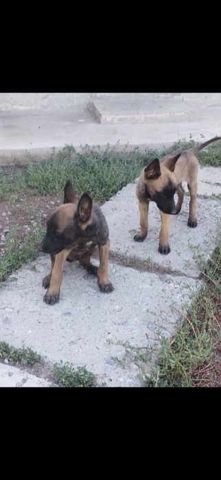 Бельгийский овчарка