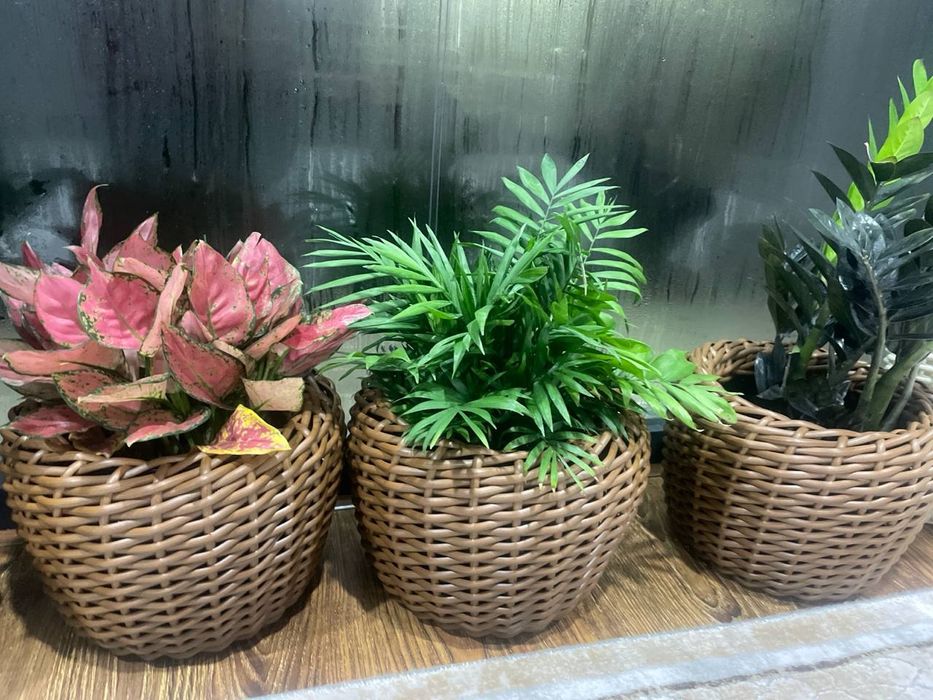 Rotandgan to'qilgan tuvak