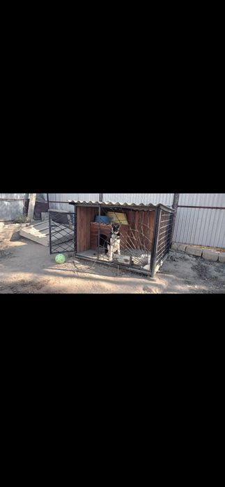 Собака на добрые руки