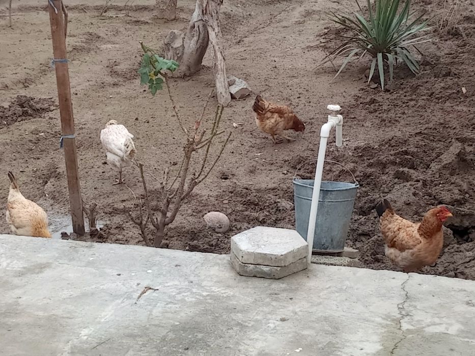 Уй товуклар сотилади