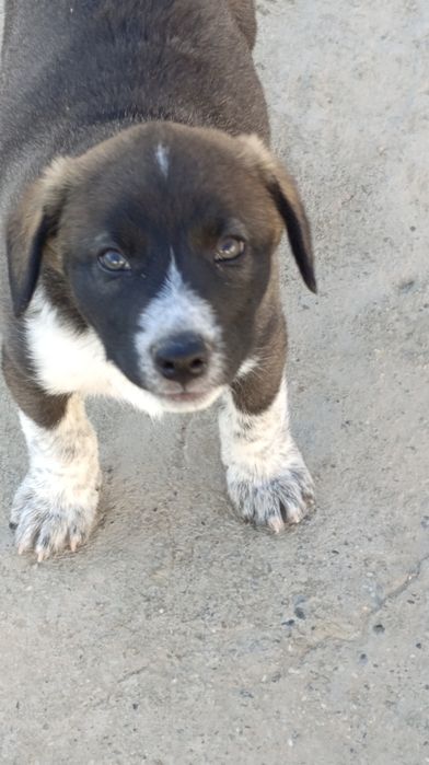 Erkak toza kuchukcha hadyaga