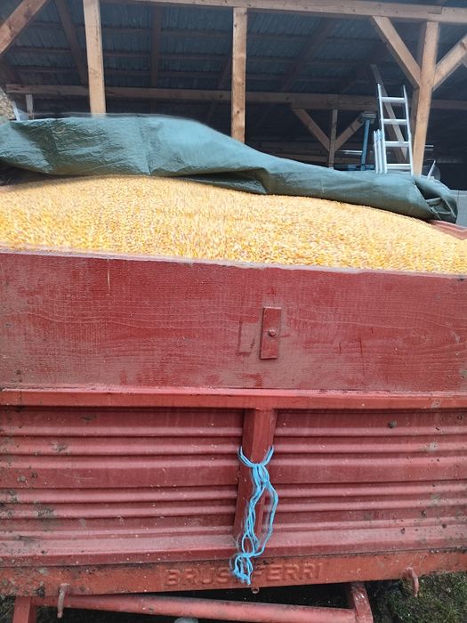 Vând, porumb mai multe detalii la telefon