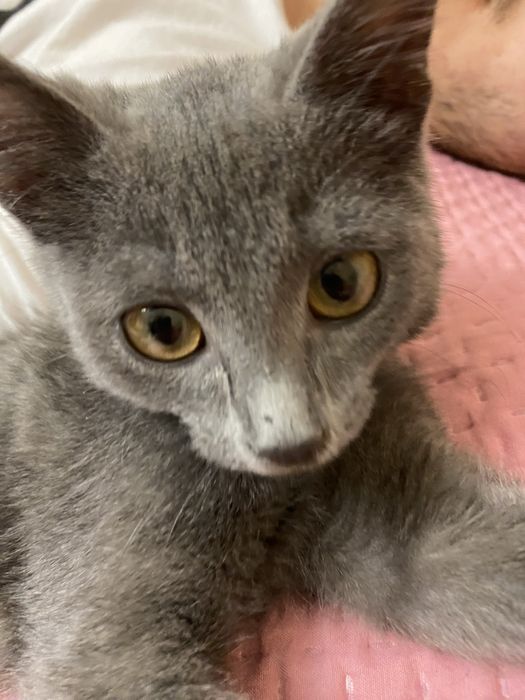 Отдам котенка в добрые руки