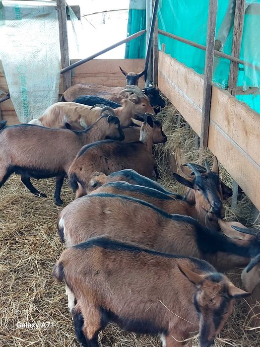 Alpine Franceze capre de rasa