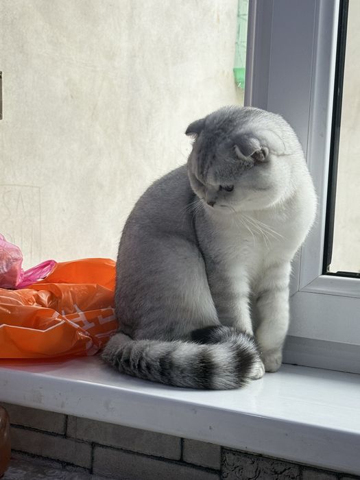 Прадаёться пародистая кошка