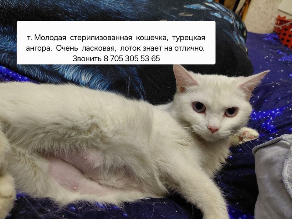 Стерелизованная кошечка, турецкая ангора