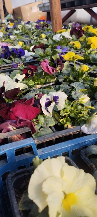 Продавам теменужки