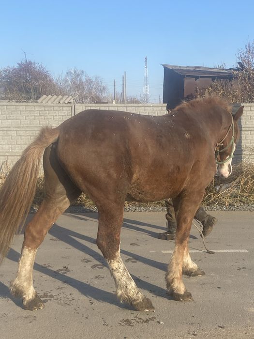 Продам жеребец 2.5