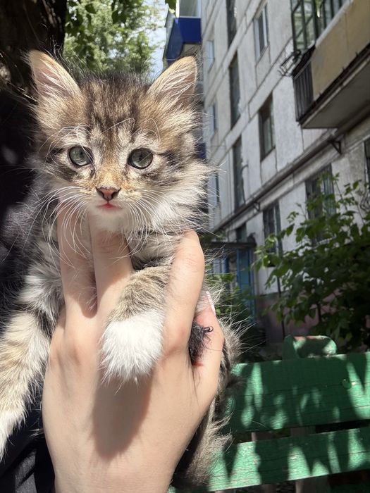 Котенок изет дом
