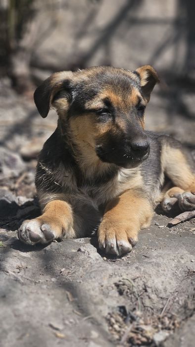 Щенок мальчик ищет дом