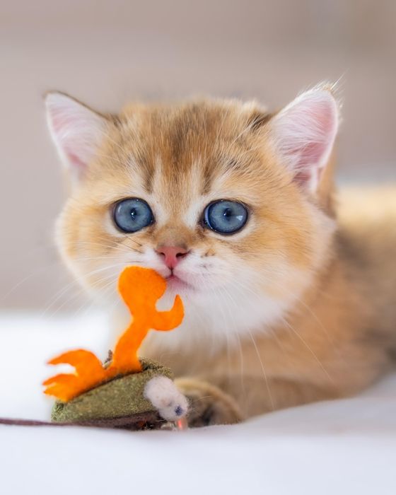 Элитные золотые котята