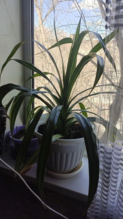 Пальма(винтовая)