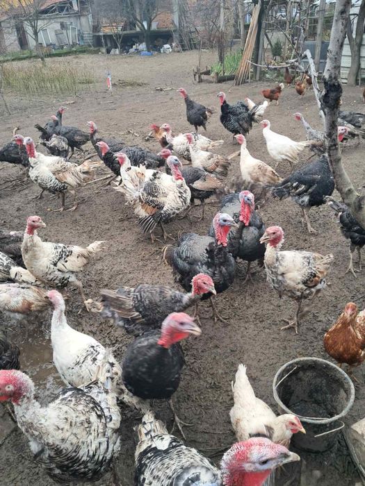 Домашни пуйки за коледа