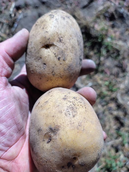 Картофель дачный