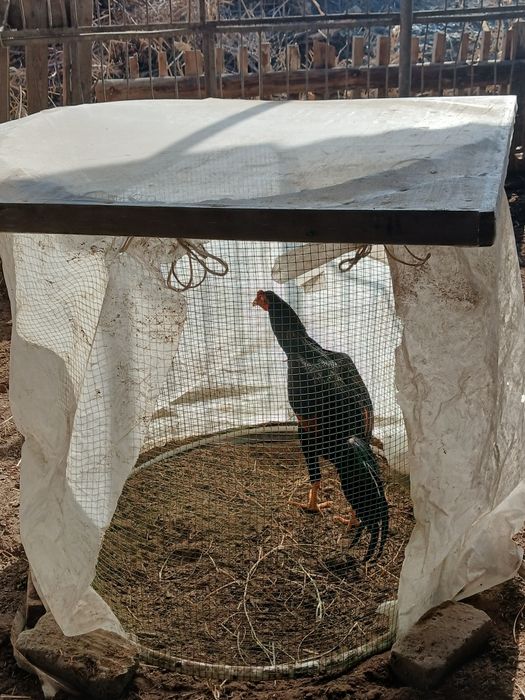 Kulangi xòroz sotiladi