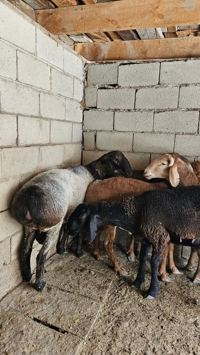 Продаются бараны жирные