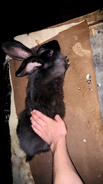 Quyon/кролики 3 ойли