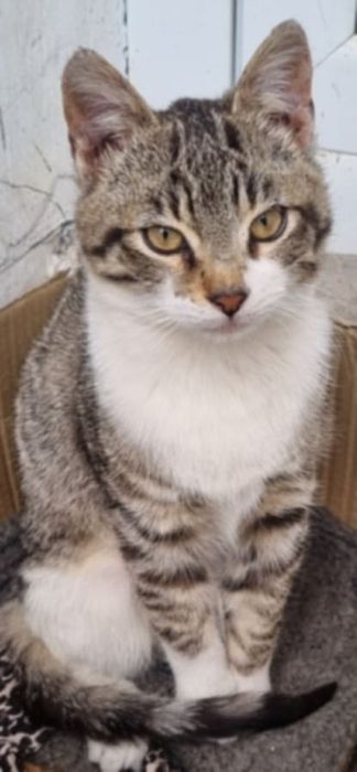 Женско  коте търси дом