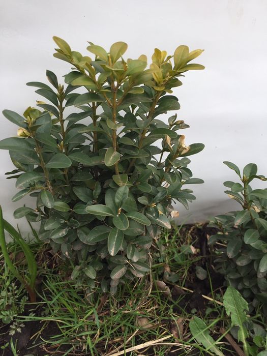 Самшит вечнозеленый