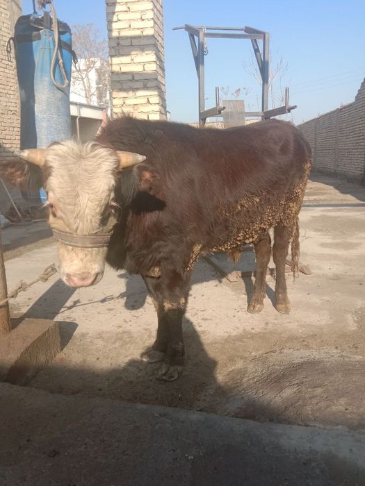 Бука сотилади соглом