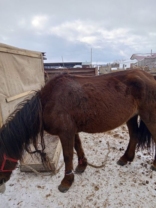 Кобыла на продажу