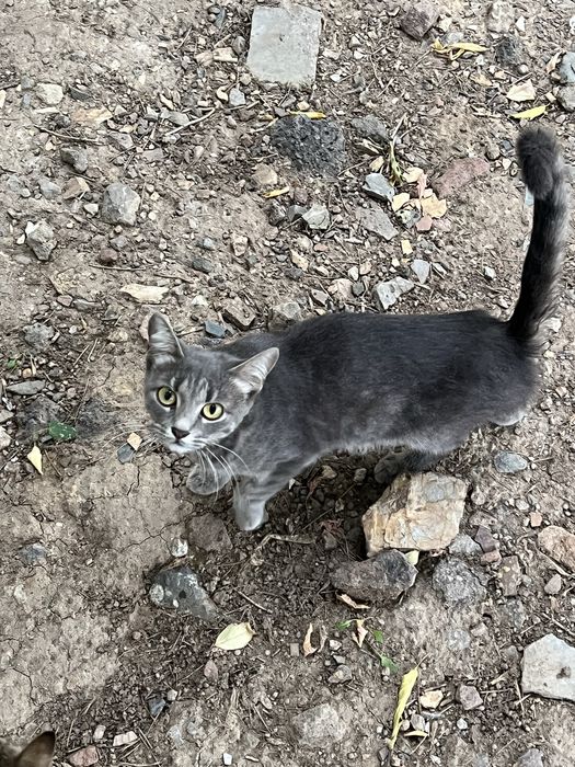 Котенок кошки кот
