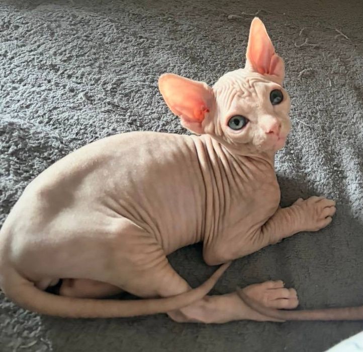 мальчик канадского сфинкса