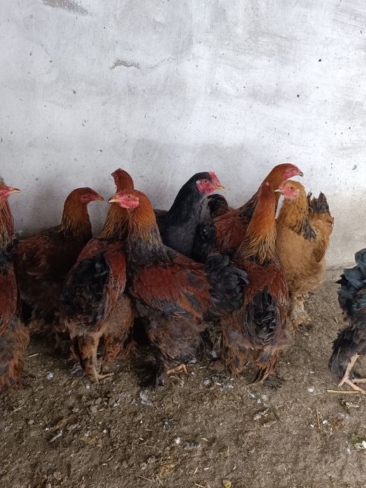 Продам петушков молодых,