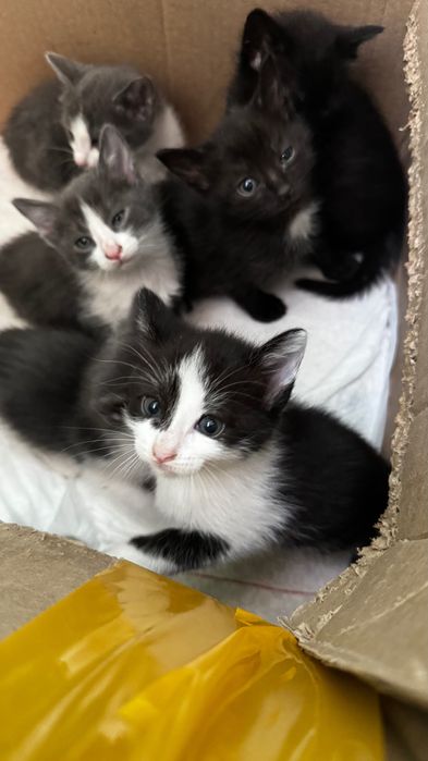 Отдам котят в добрые руки