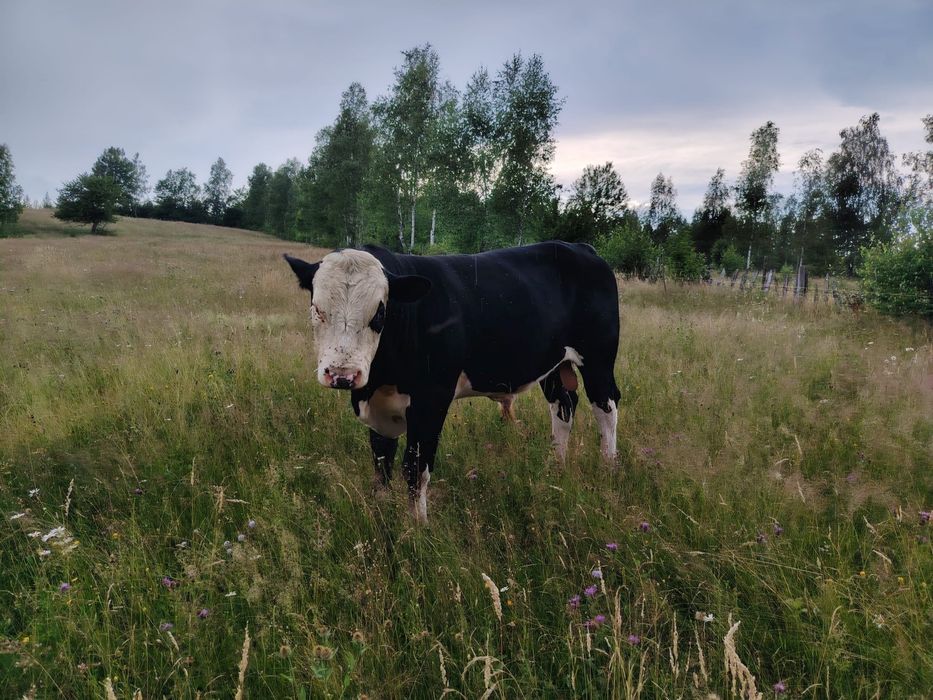 Taur angus monta
