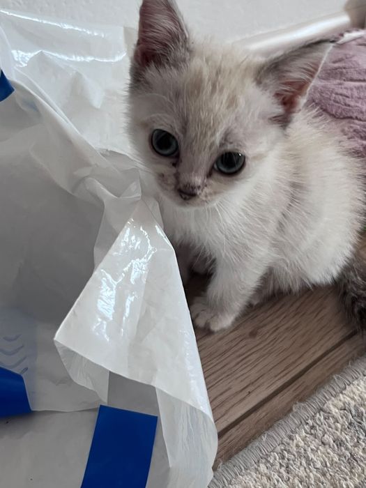 Маленькийкотёнок