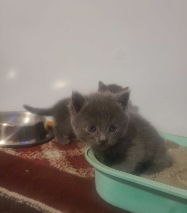 шотландская веслоухая котята