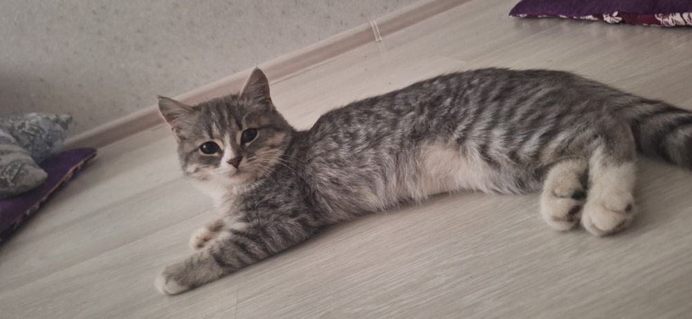 Кошка  отдам  на добрые  руку